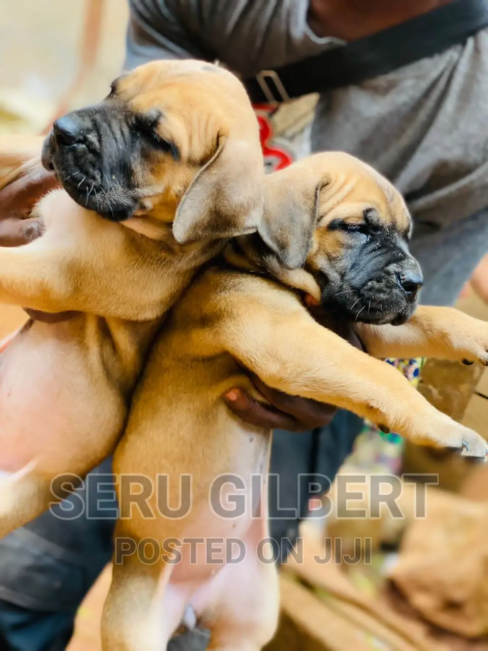 1-3 months Male Purebred Boerboel