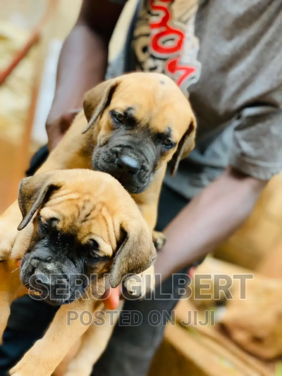 3-6 months Male Mixed Breed Boerboel