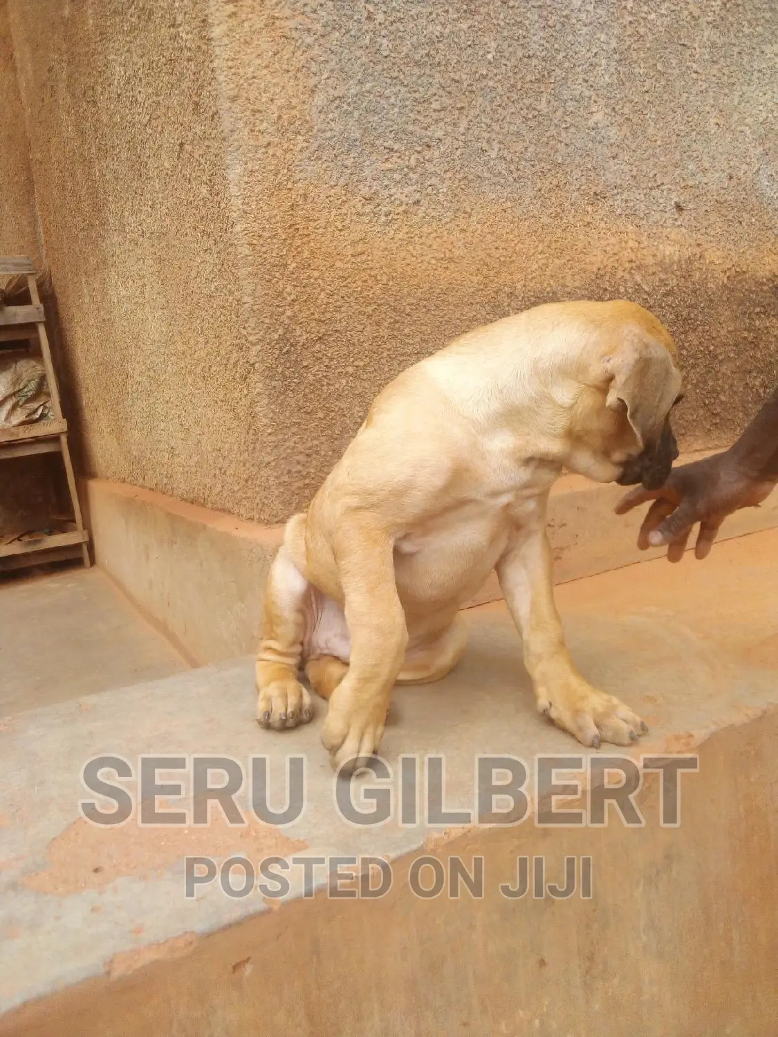 0-1 month Male Purebred Boerboel