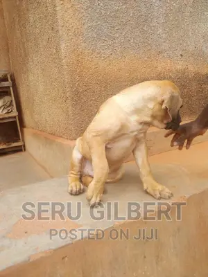 0-1 month Male Purebred Boerboel