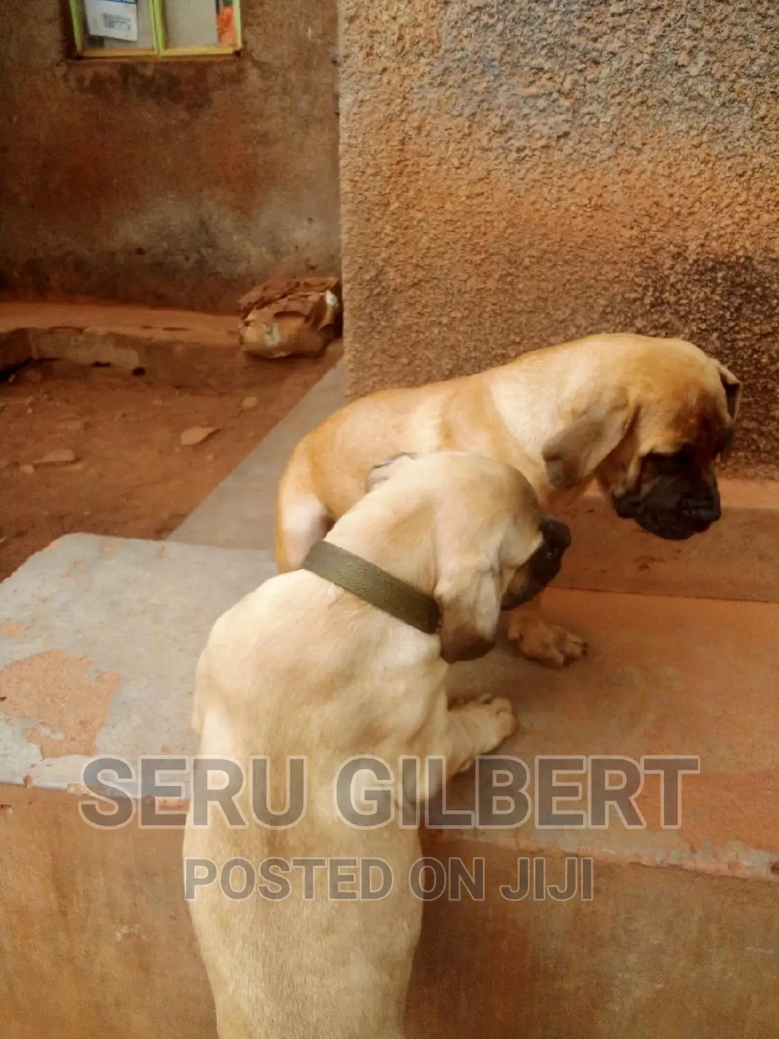 1-3 months Female Purebred Boerboel