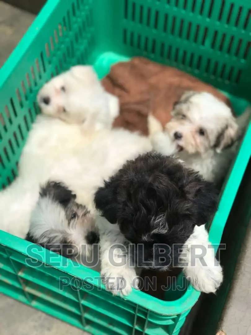 3-6 months Male Purebred Maltese
