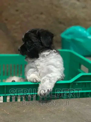 Photo - 0-1 month Male Purebred Maltese