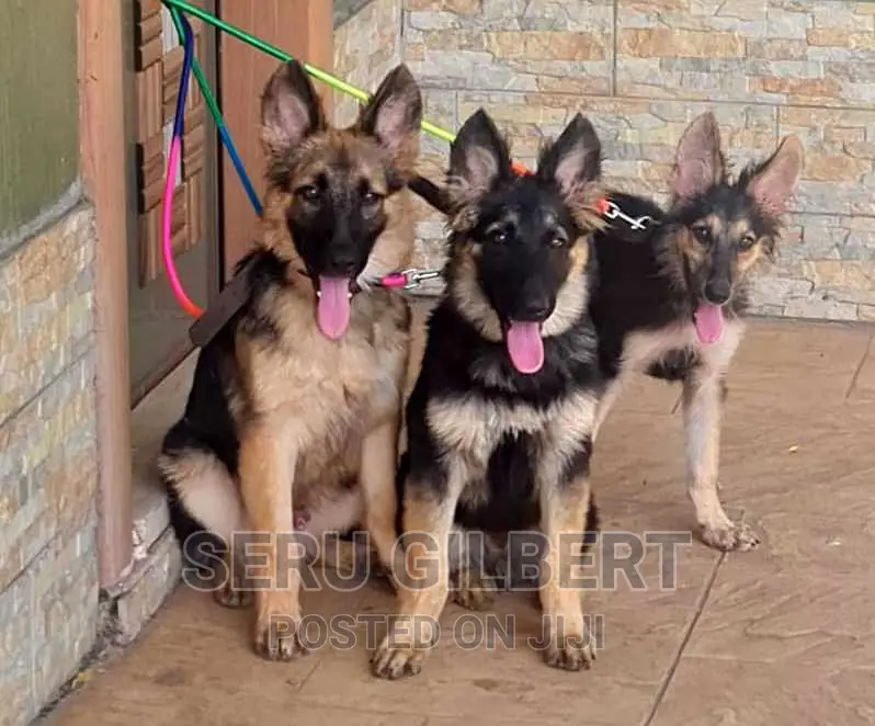 0-1 month Male Purebred German Shepherd