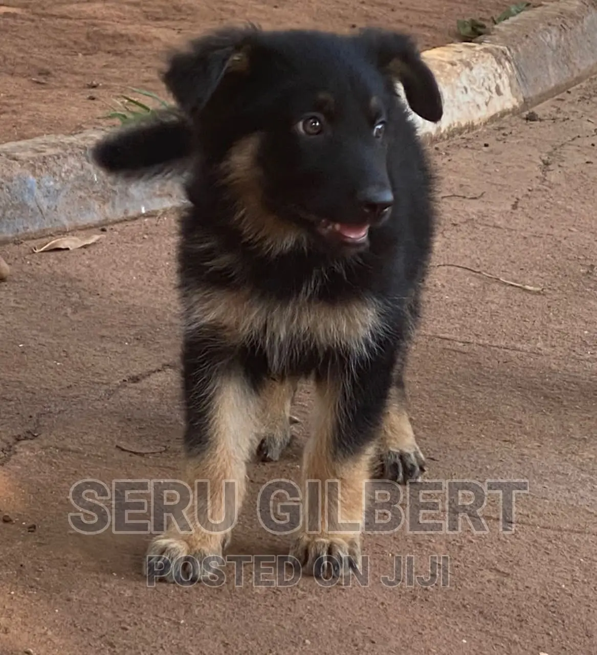3-6 months Female Purebred German Shepherd