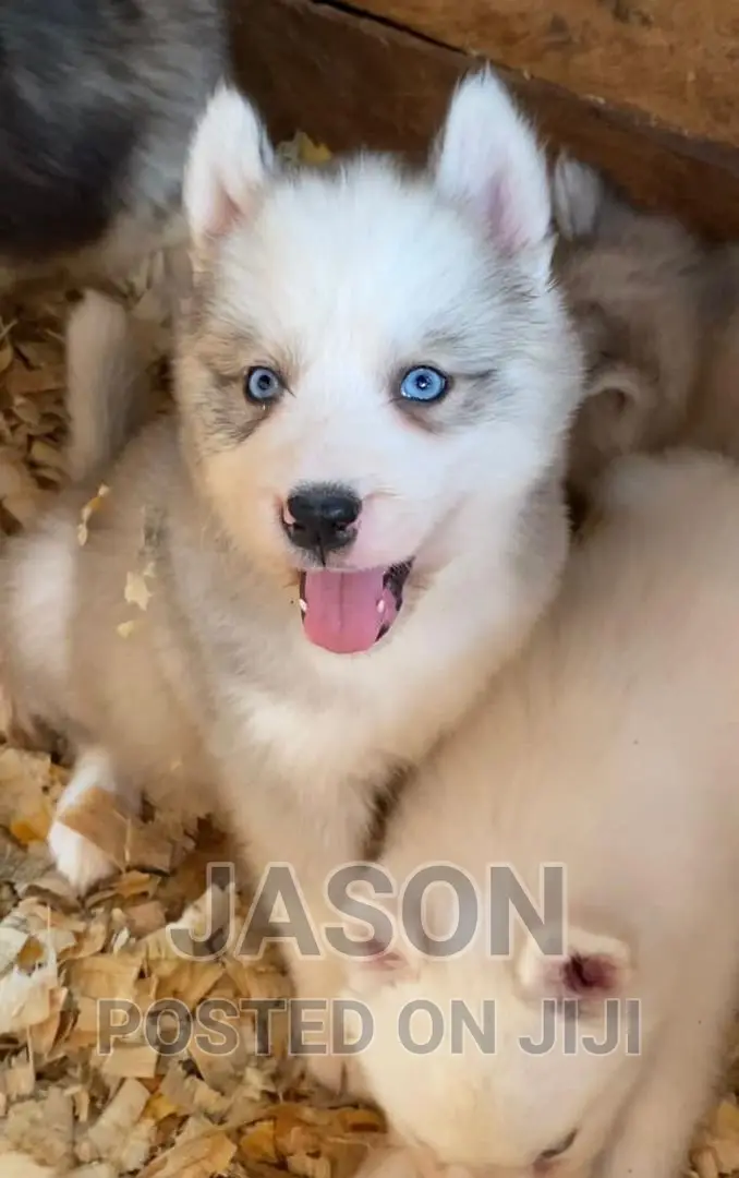 1-3 months Female Purebred Siberian Husky