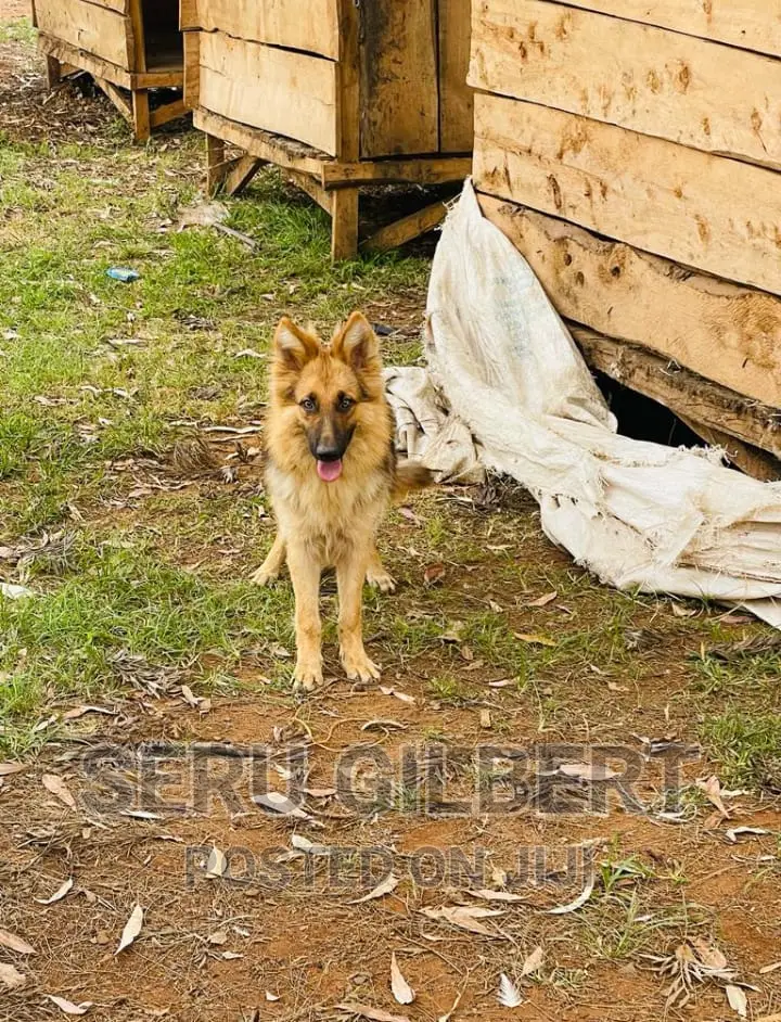 0-1 month Male Purebred German Shepherd