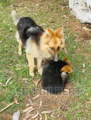 3-6 months Male Purebred German Shepherd