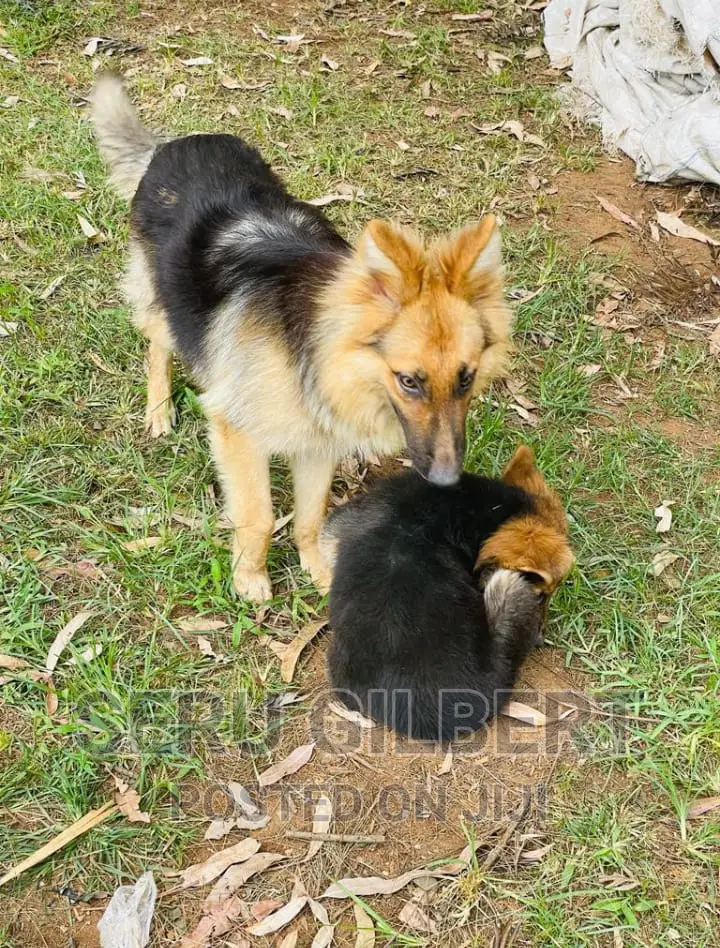 3-6 months Male Purebred German Shepherd