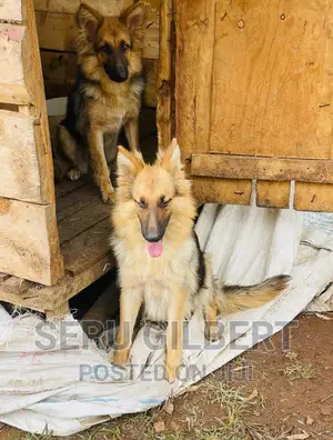 1-3 months Female Purebred German Shepherd