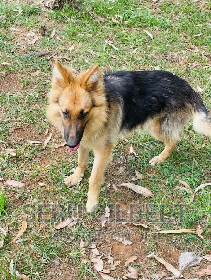 1-3 months Male Purebred German Shepherd