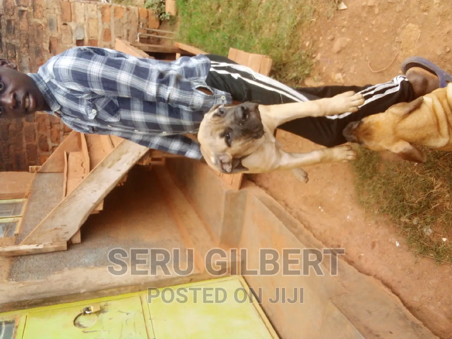 0-1 month Male Purebred Boerboel