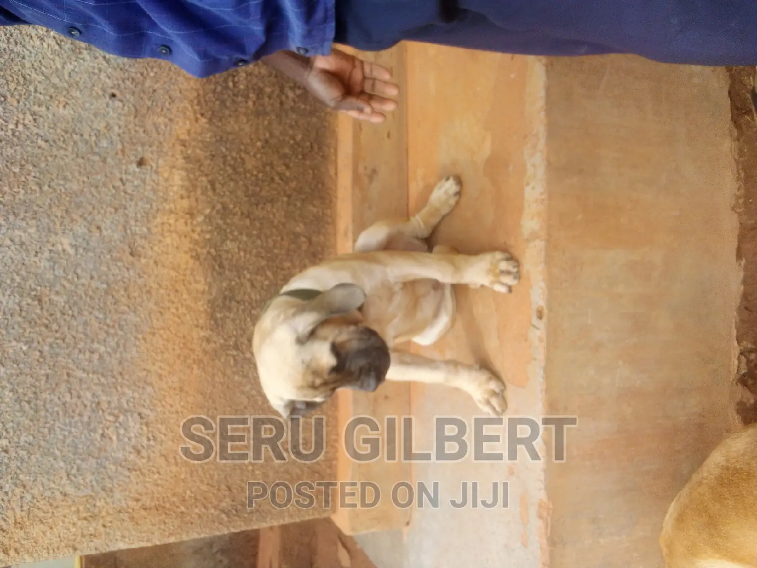 1-3 months Male Purebred Boerboel
