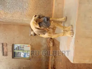 3-6 months Male Purebred Boerboel