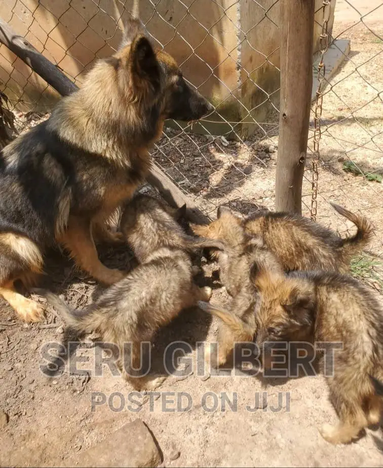 6-12 months Male Purebred German Shepherd