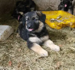 1-3 Months Male Purebred German Shepherd