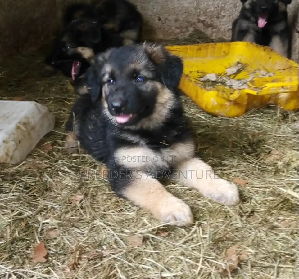 1-3 Months Male Purebred German Shepherd