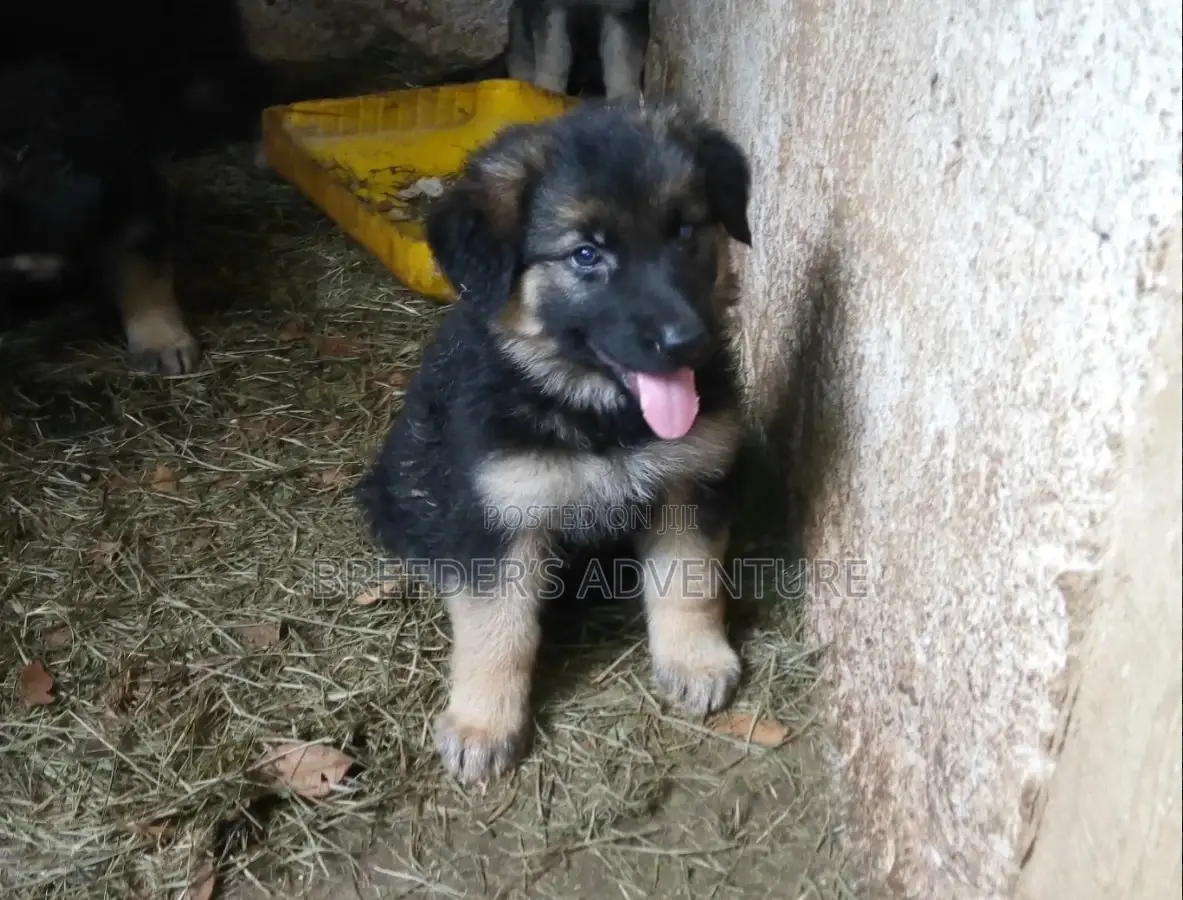 1-3 Months Male Purebred German Shepherd