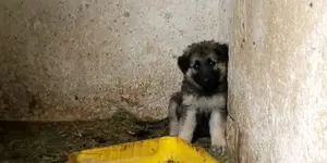 1-3 Months Male Purebred German Shepherd