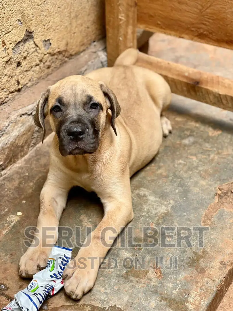 1-3 months Male Purebred Boerboel