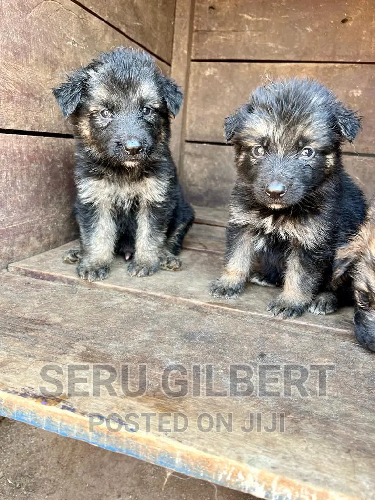 3-6 months Male Purebred German Shepherd