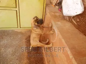 3-6 months Male Purebred Boerboel