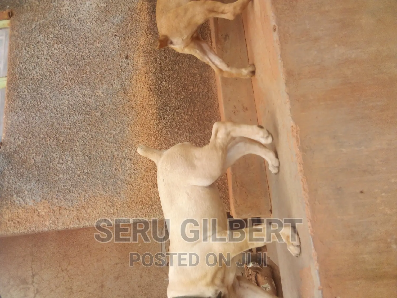 1-3 months Male Purebred Boerboel