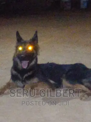 6-12 months Female Purebred German Shepherd