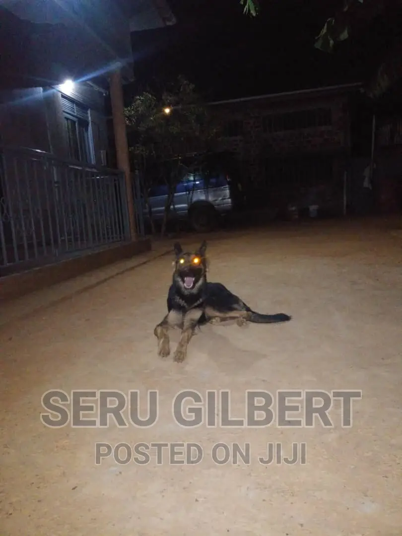 6-12 months Male Purebred German Shepherd