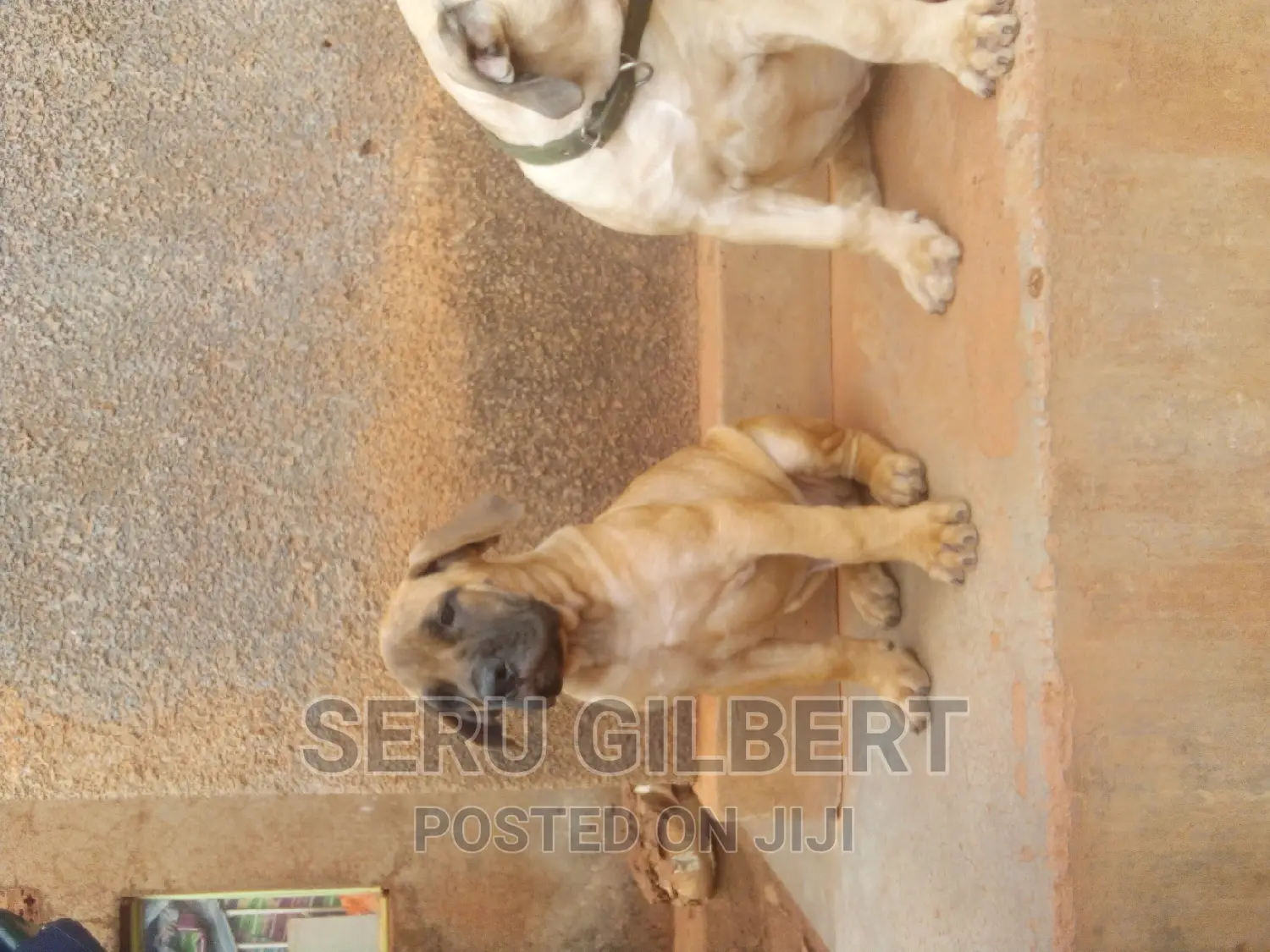 1-3 months Male Purebred Boerboel