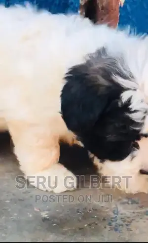 Photo - 1-3 months Male Purebred Maltese