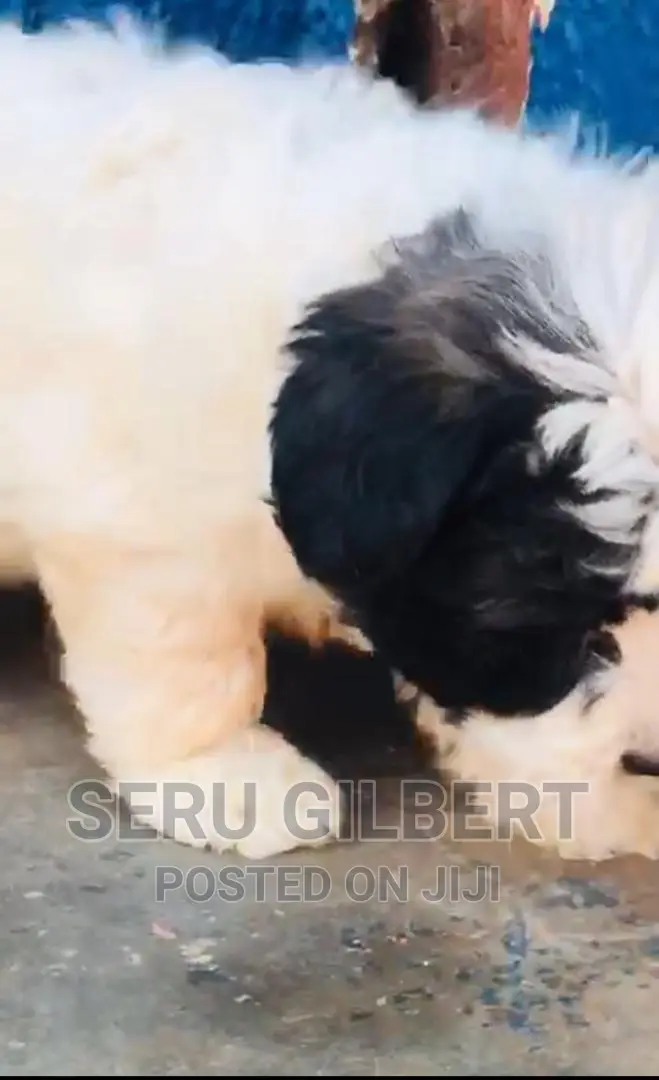 1-3 months Male Purebred Maltese