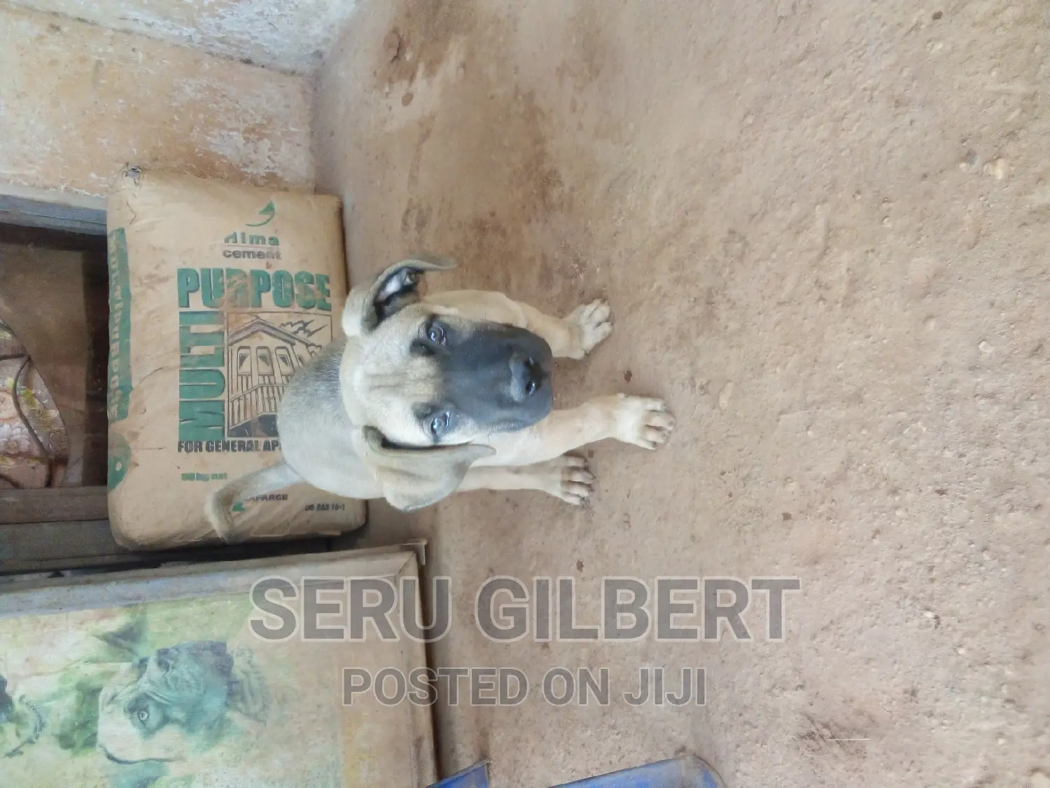 3-6 months Male Purebred Boerboel