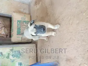 3-6 months Male Purebred Boerboel
