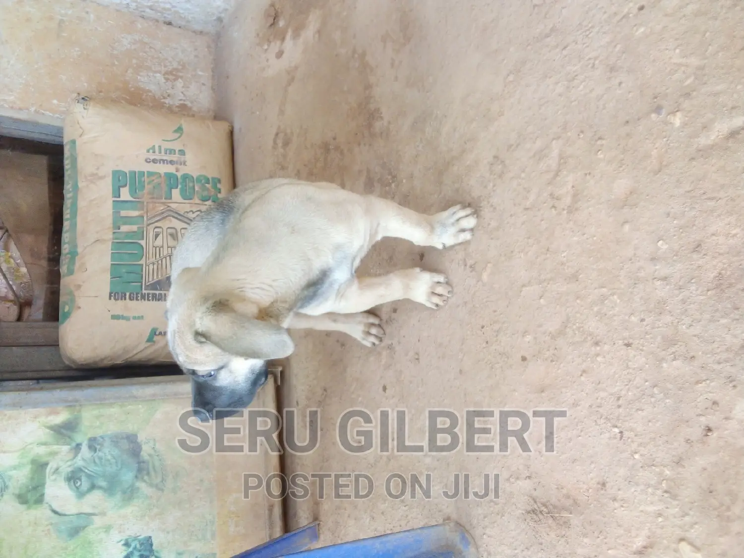 6-12 months Male Purebred Boerboel