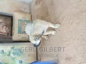 3-6 months Male Purebred Boerboel