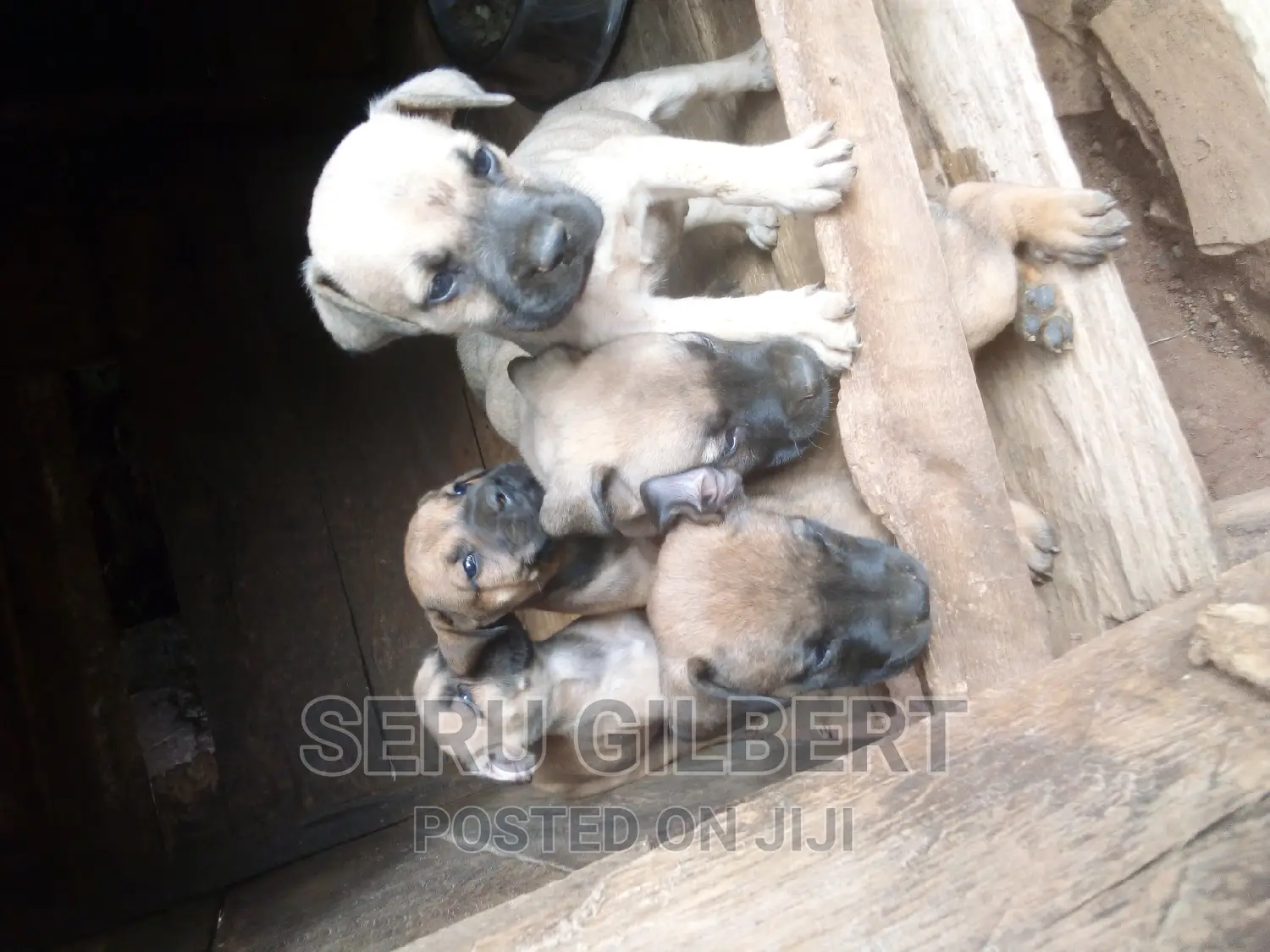 1-3 months Female Purebred Boerboel