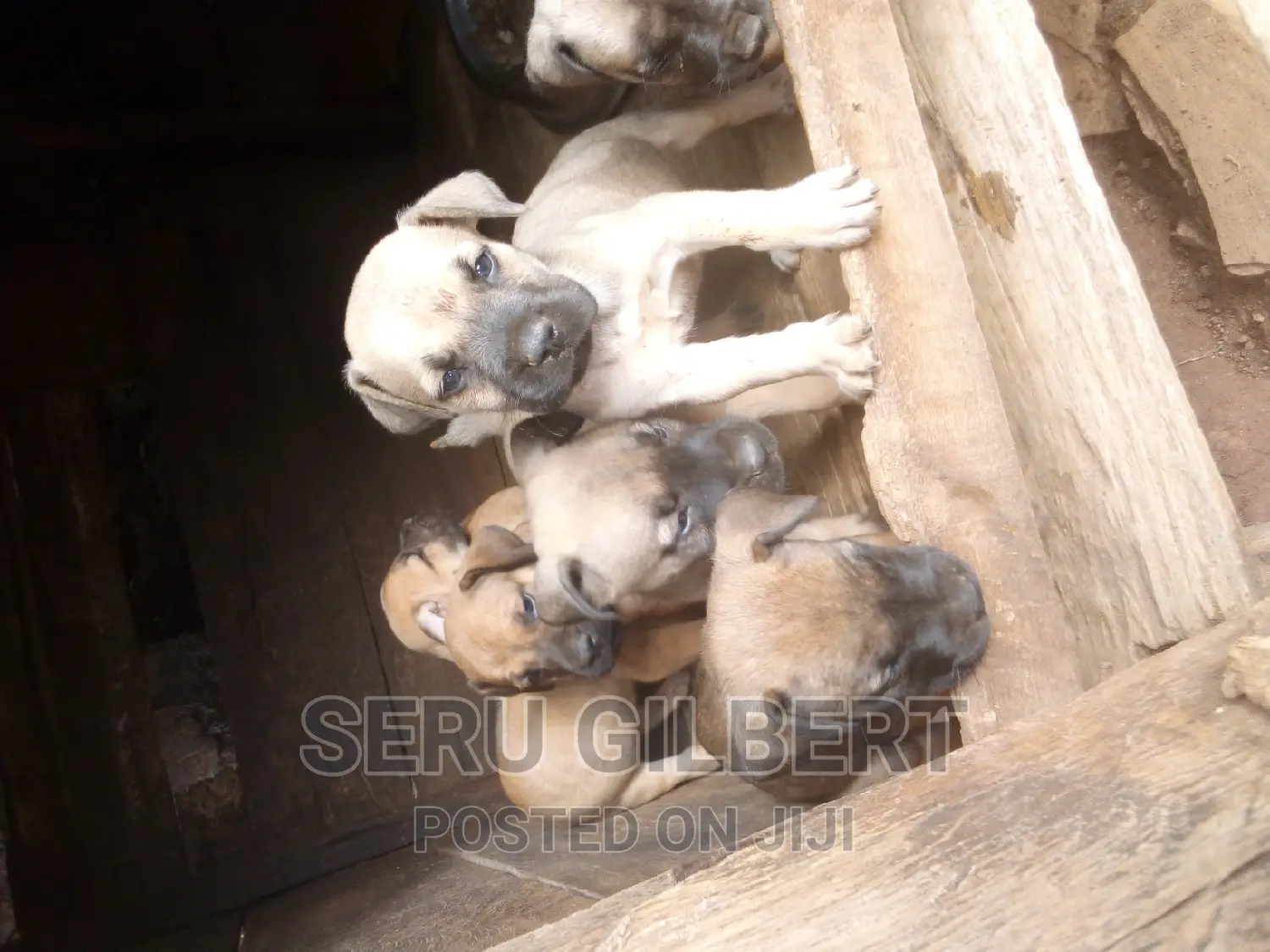 1-3 months Male Purebred Boerboel