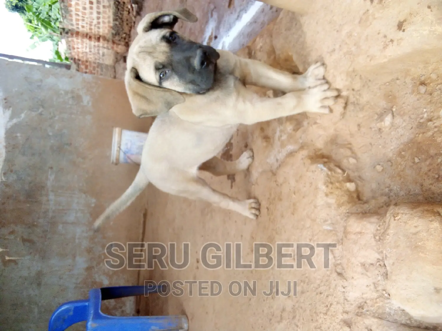 1-3 months Male Purebred Boerboel
