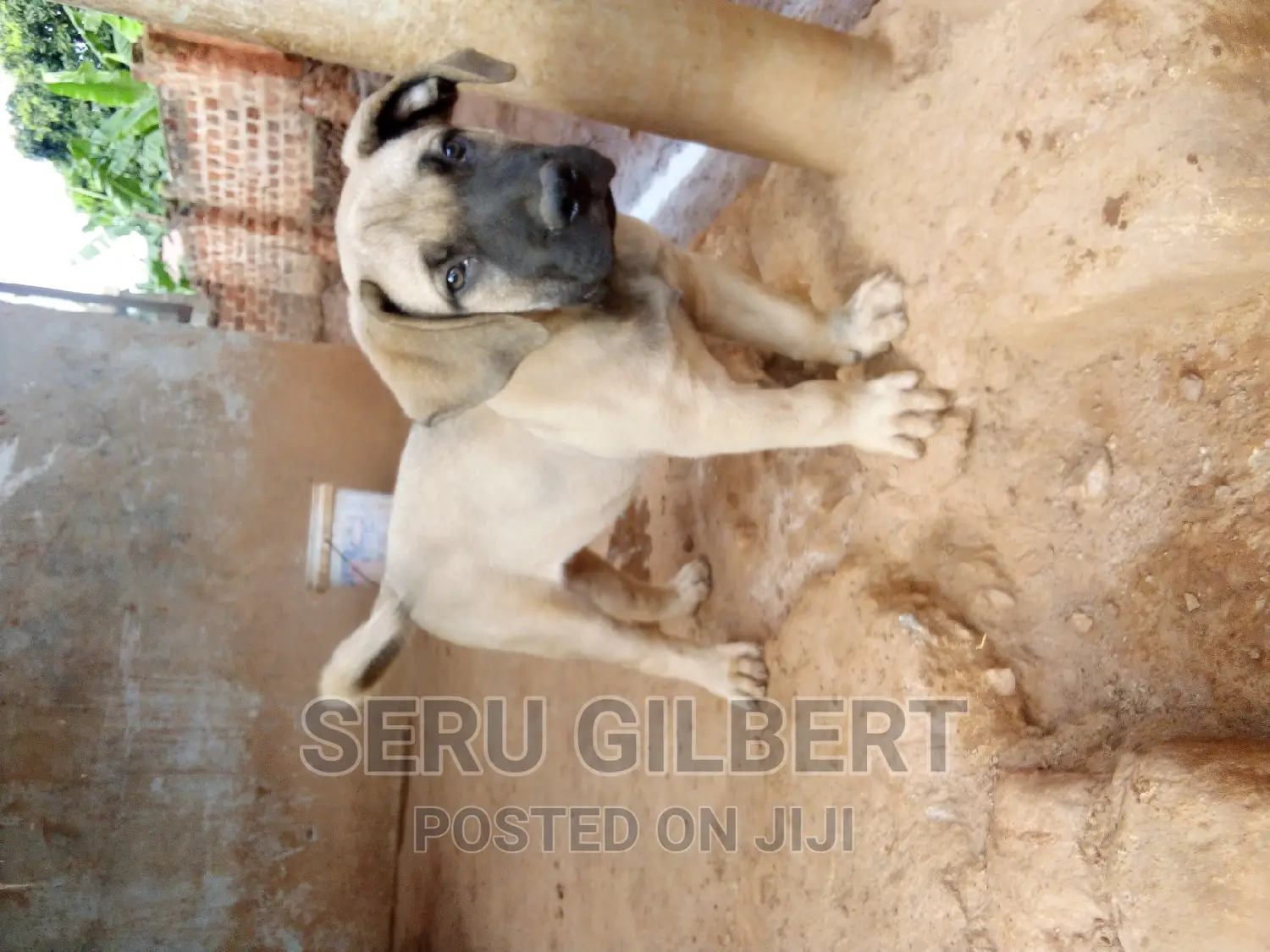 1-3 months Male Purebred Boerboel