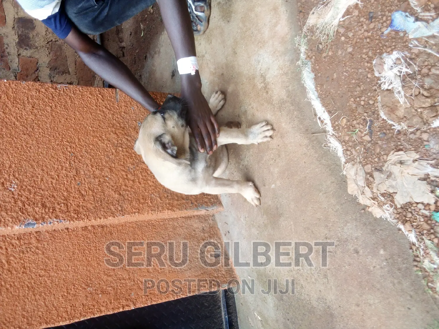3-6 months Male Purebred Boerboel