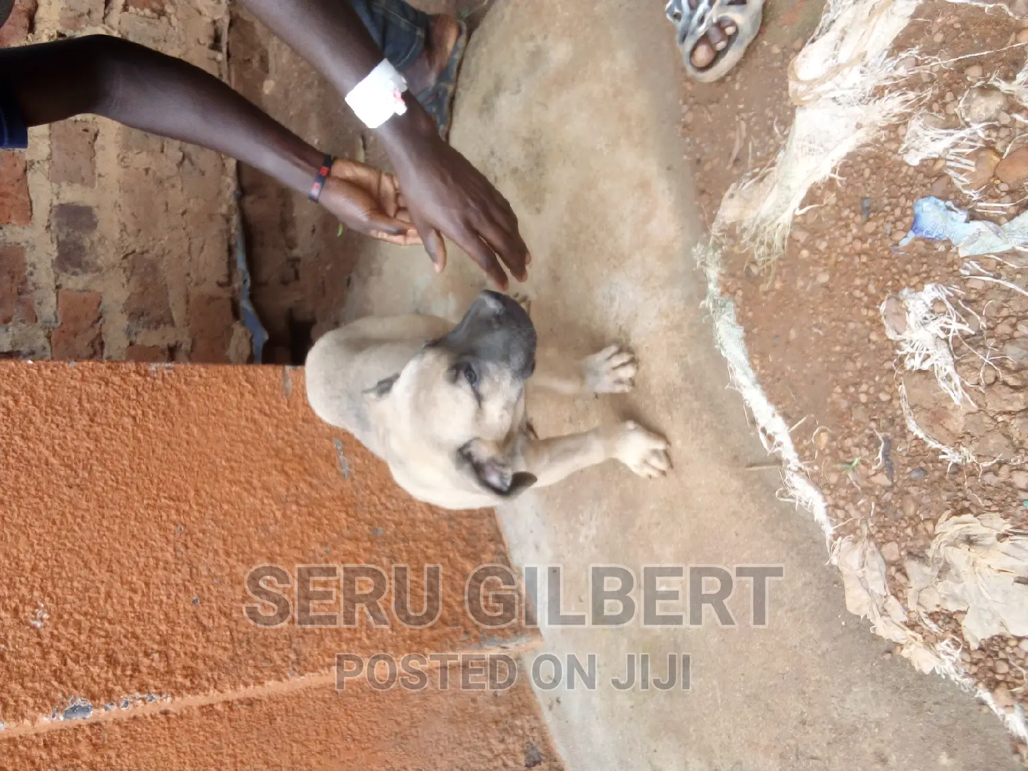 3-6 months Male Purebred Boerboel