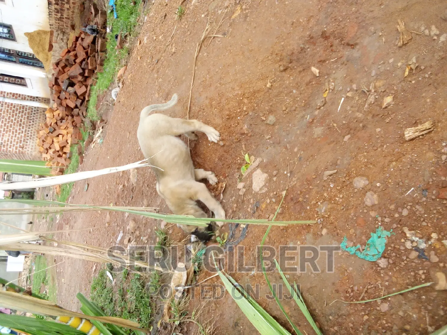 1-3 months Male Purebred Boerboel