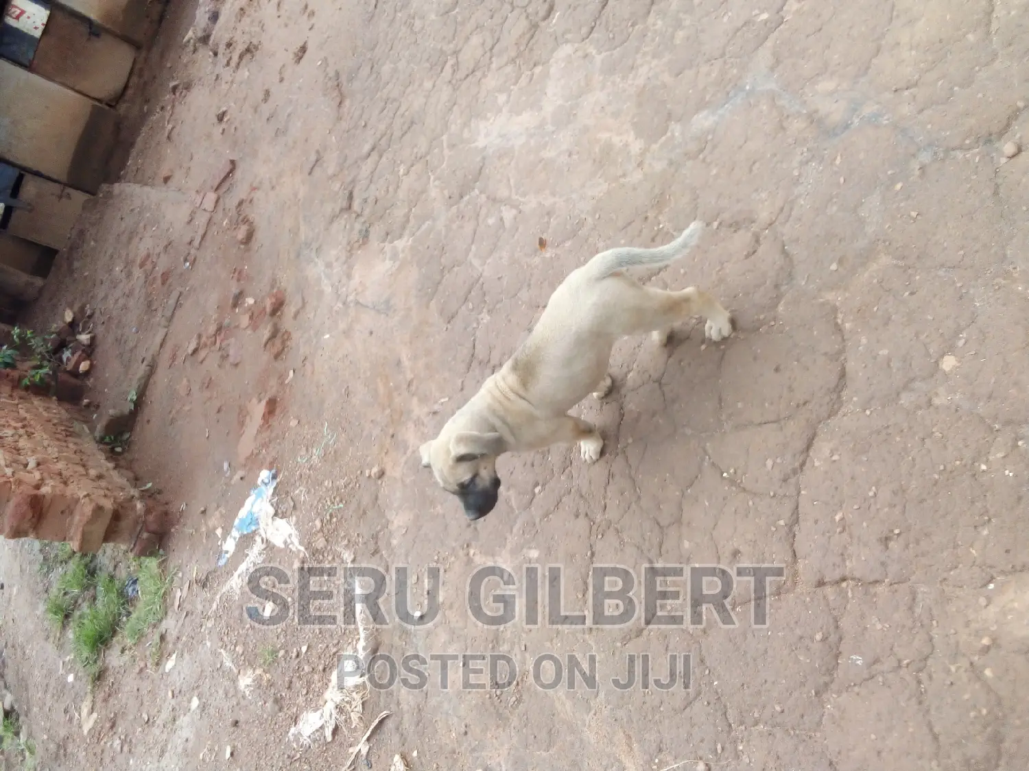 3-6 months Male Purebred Boerboel
