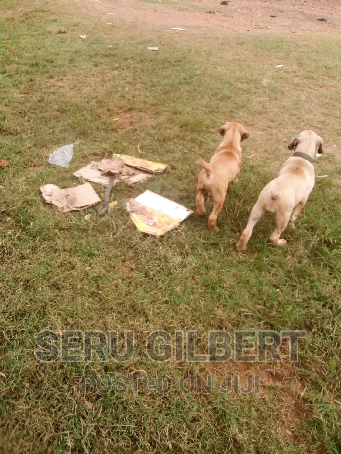 0-1 month Male Purebred Boerboel