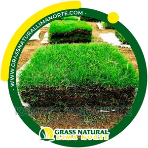Natural Hybrid Paspalum Grass Zimbabwe