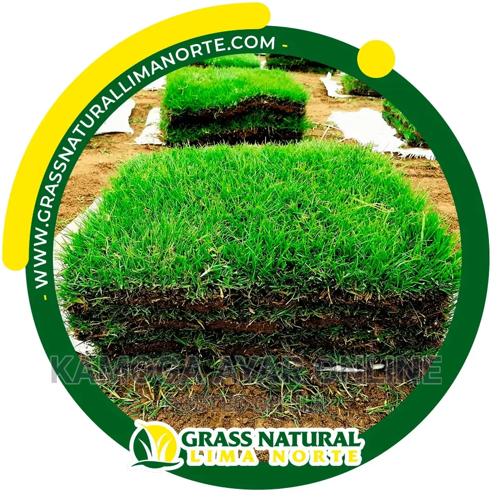 Natural Hybrid Paspalum Grass Zimbabwe
