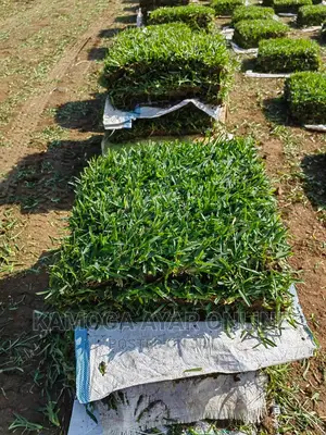 Natural Paspalum Grass (Pemba)