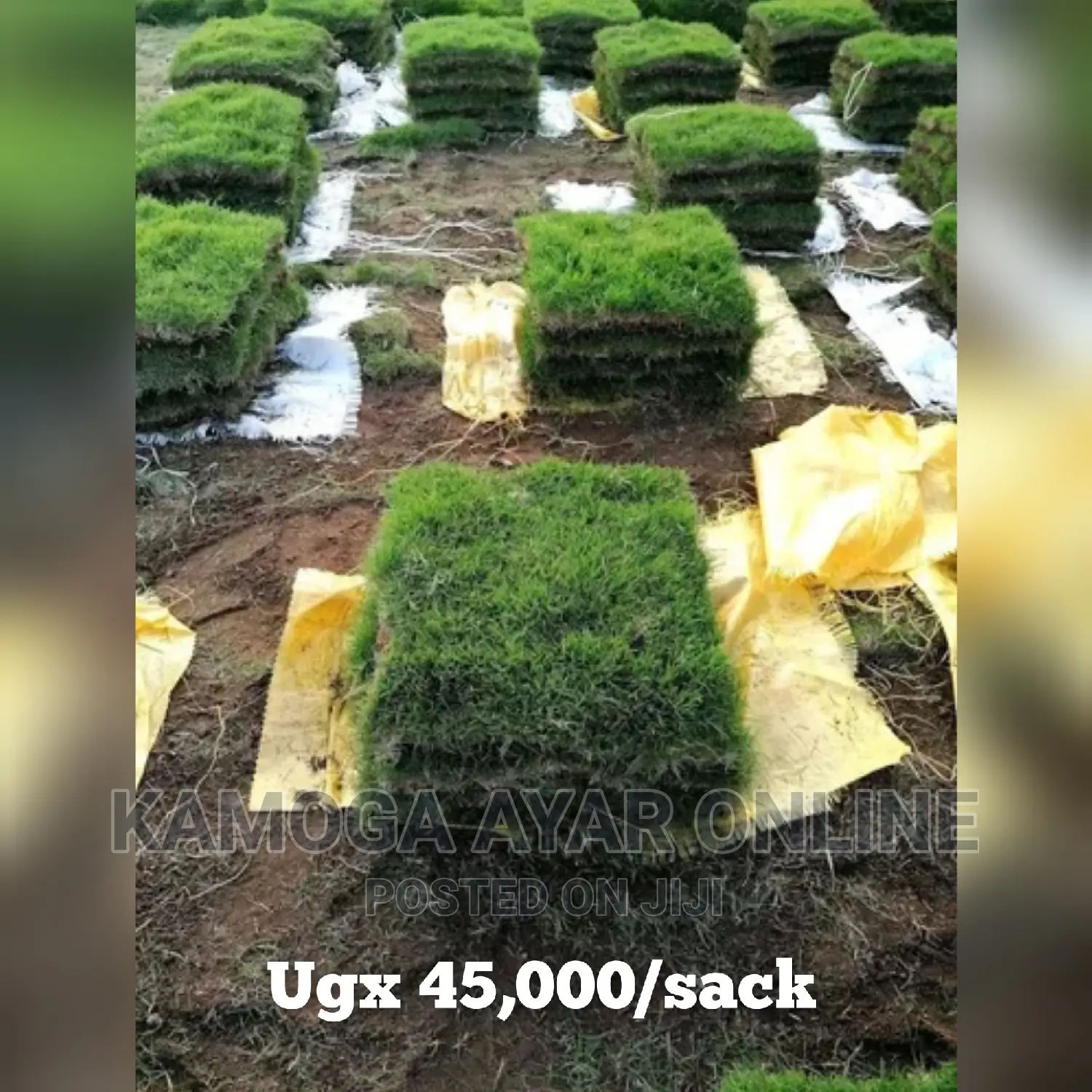 Natural Paspalum Grass Carpet Ugx 45,000/Sack of 50kgs
