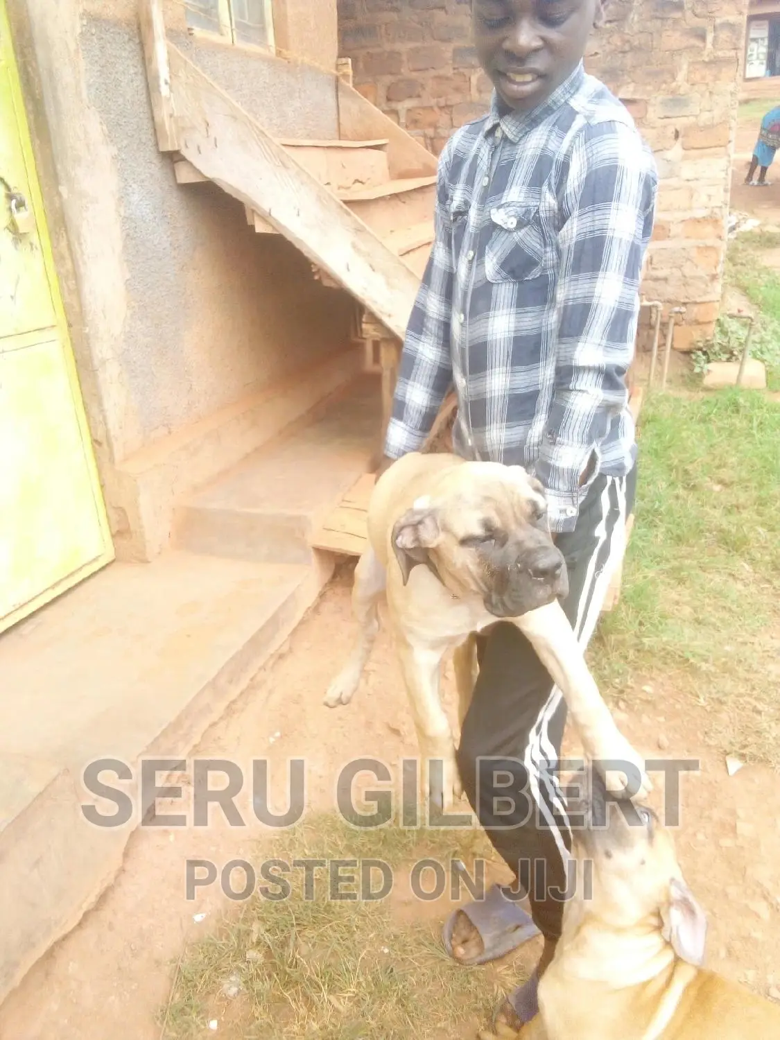 3-6 months Female Purebred Boerboel
